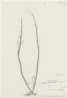 藏品(水花菜)的圖片